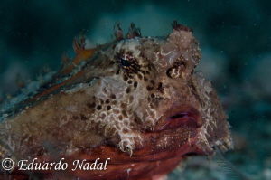 batfish by Eduardo Nadal 